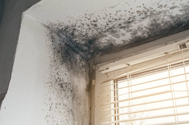 Trusted Black Mold Removal service in Riverdale, GA - Cheap Mold Removal